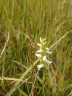 صورة Spiranthes diluvialis Sheviak