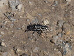 Image of <i>Cicindela <i>haemorrhagica</i></i> haemorrhagica