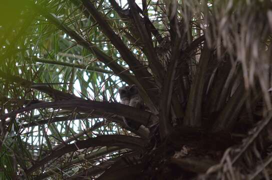 Image of Indian Scops Owl