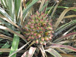 Image of Bromelia hemisphaerica Lam.