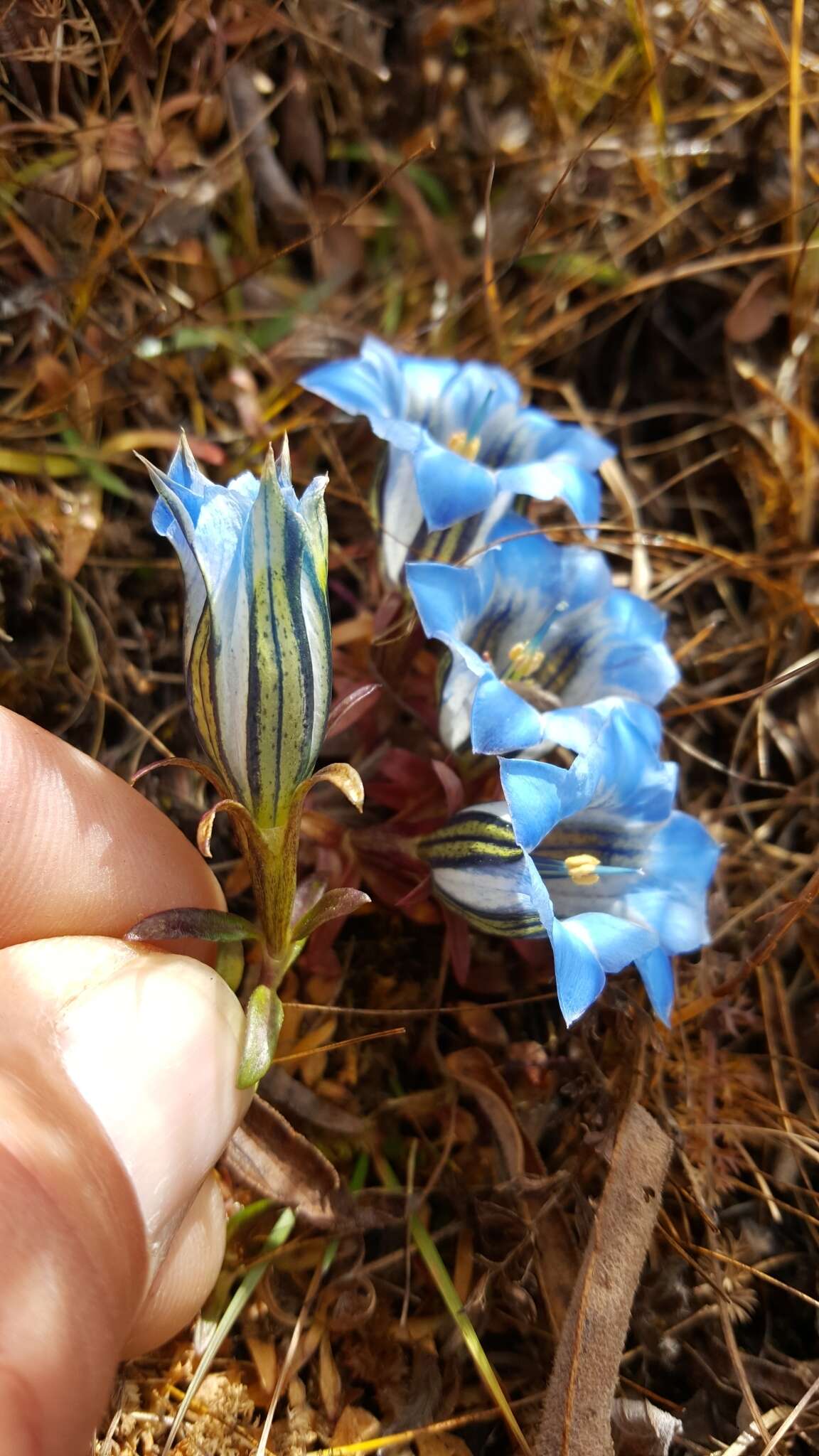 صورة Gentiana ornata (Wall. ex G. Don) Griseb.