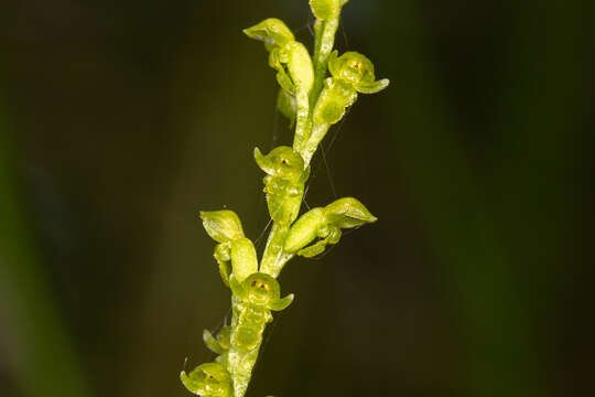 Image of Sweet onion orchid