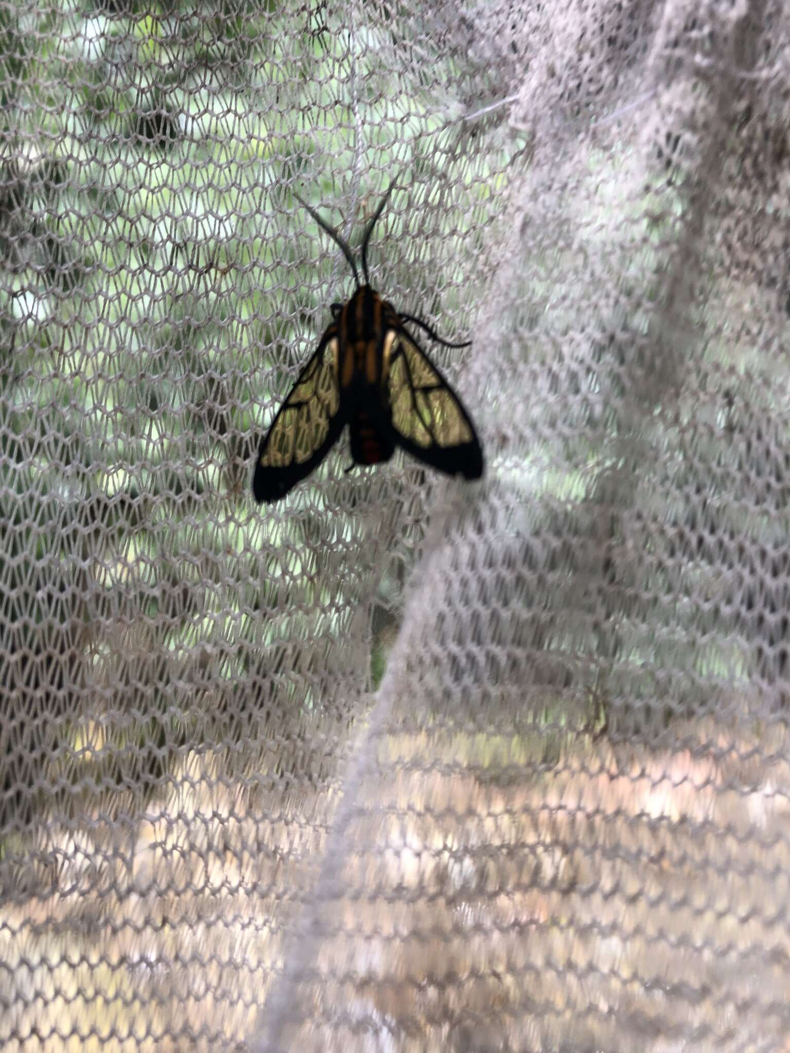 Image of Paraethria flavosignata Rothschild 1911