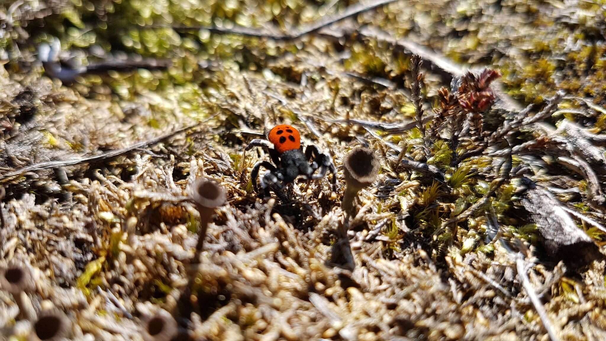 Image of Ladybird spider