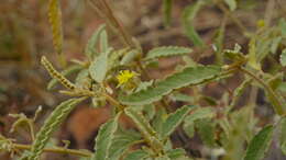 Image of Corchorus kirkii N. E. Br.