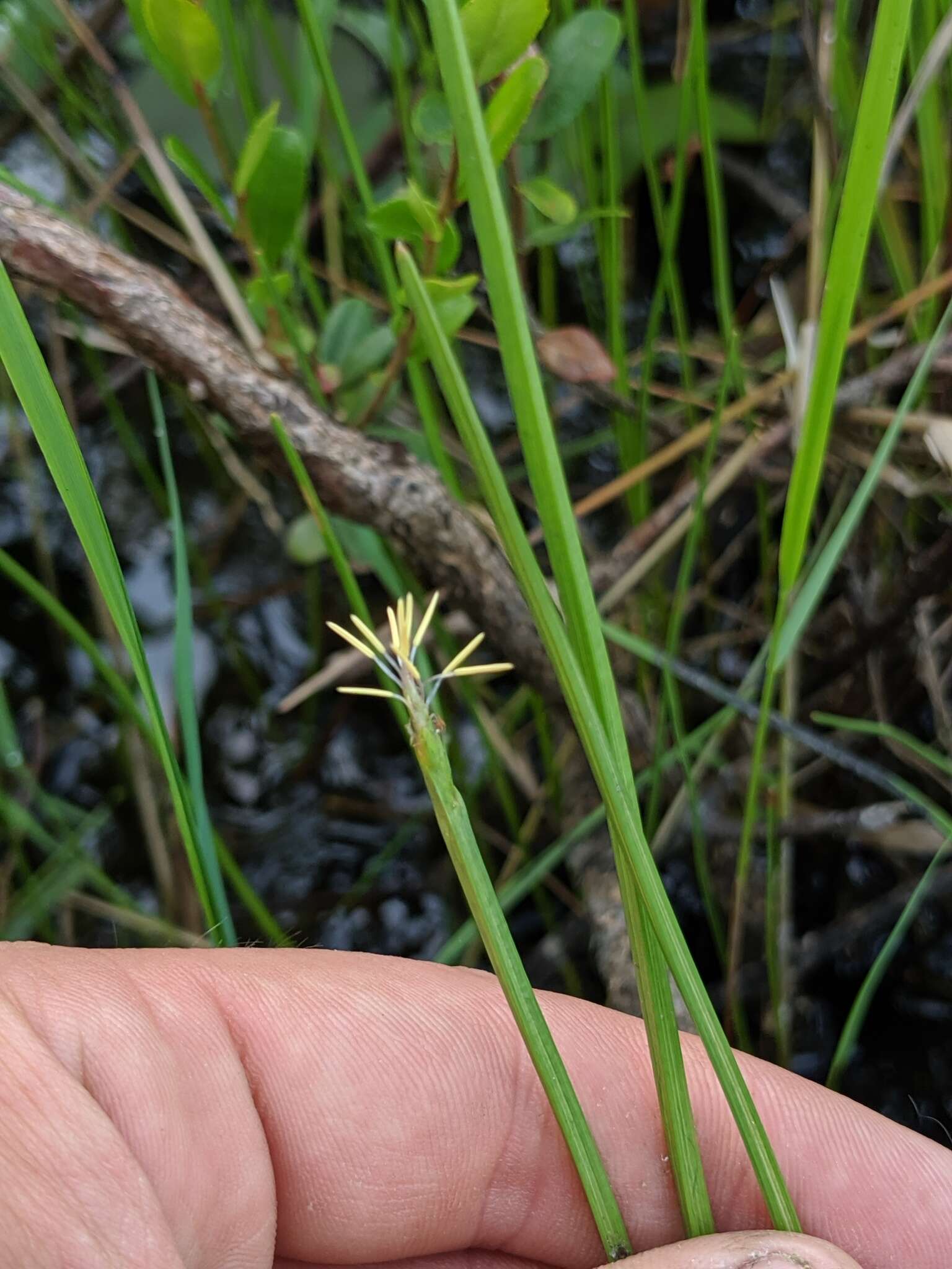 Image of Robbins' Spike-Rush