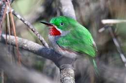 Image of Narrow-billed Tody