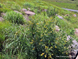 صورة Calpurnia sericea Harv.