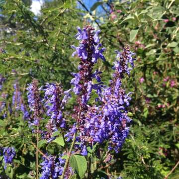 Image of Salvia polystachia Cav.