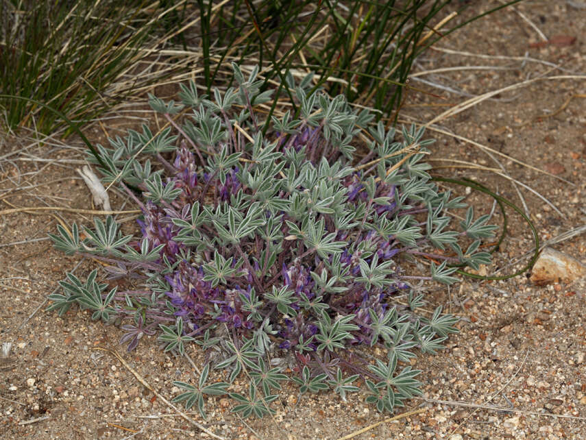 Image of stemless dwarf lupine