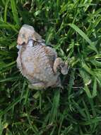 Image of Short-tailed horned lizard