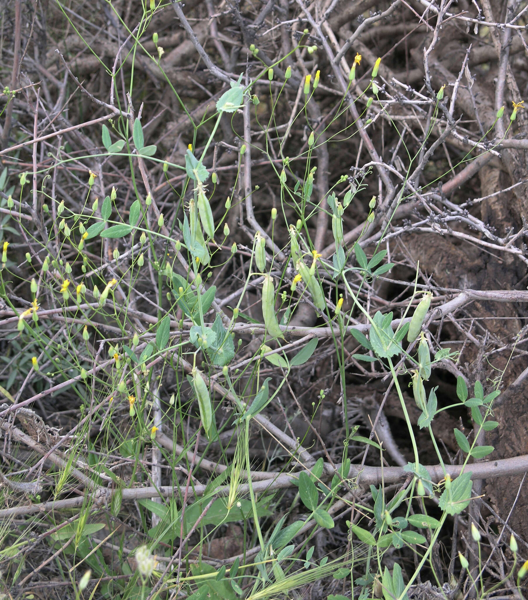 Image of wild pea