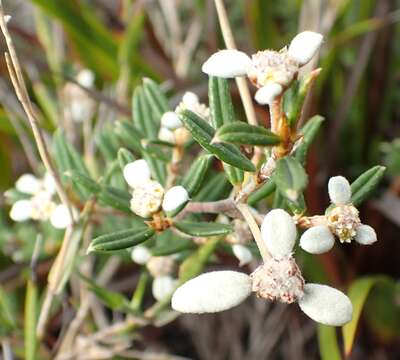 Image of Spyridium vexilliferum var. vexilliferum