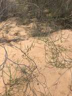 Image of Diosma ramosissima Bartl. & Wendl. fil.