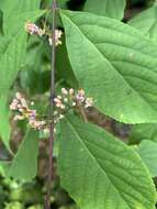 Image of Japanese callicarpa