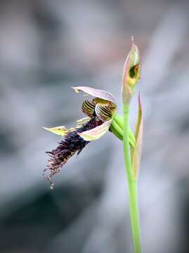 Calochilus uliginosus D. L. Jones的圖片