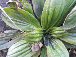 Image of Mexican Plantain