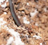 Image of Blue garden flatworm