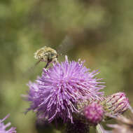 Neorhynchocephalus sackenii (Williston 1880)的圖片