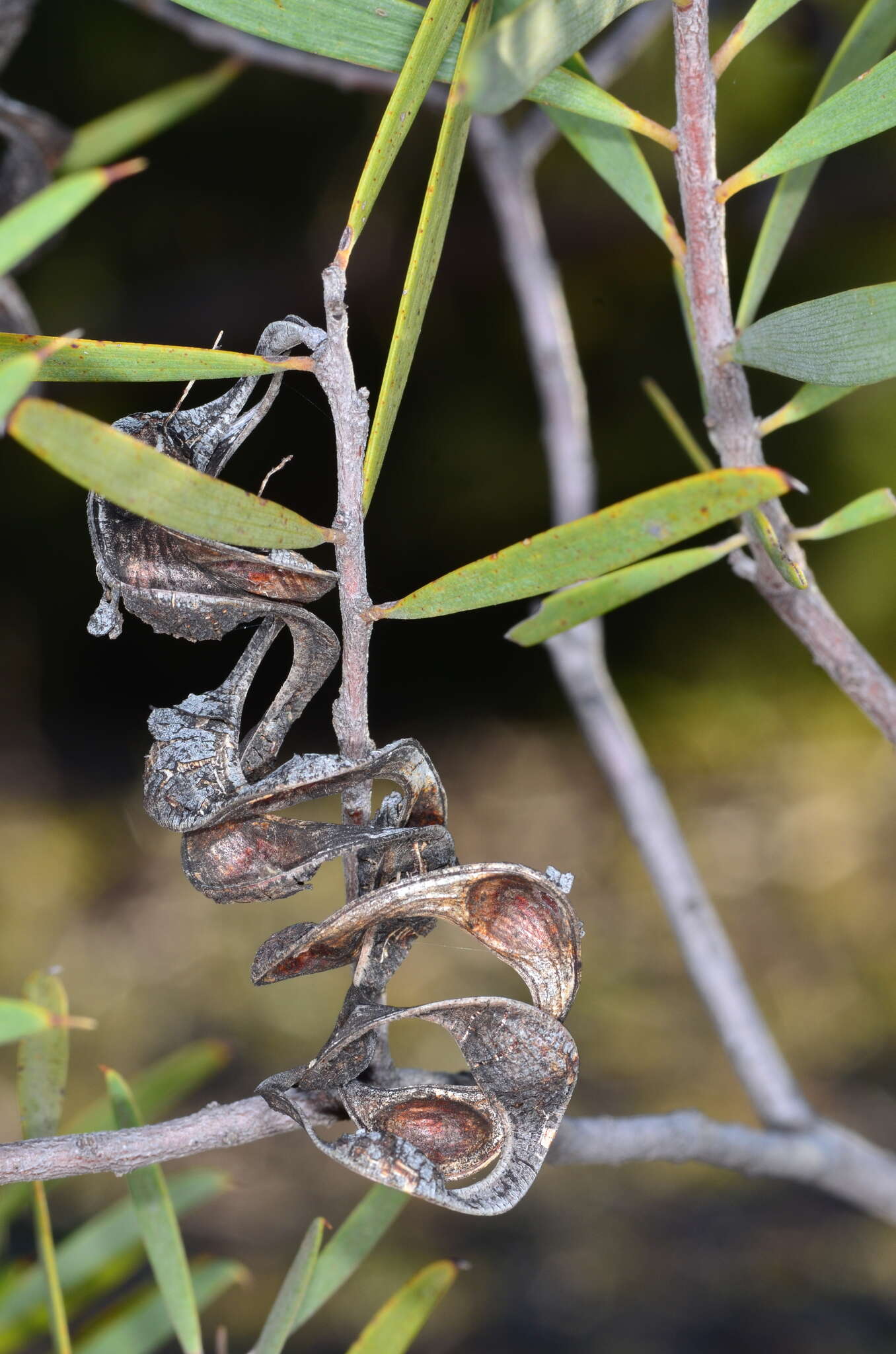 Sivun Acacia oswaldii F. Muell. kuva