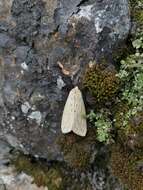 Image of Spilosoma obliqua Walker 1855