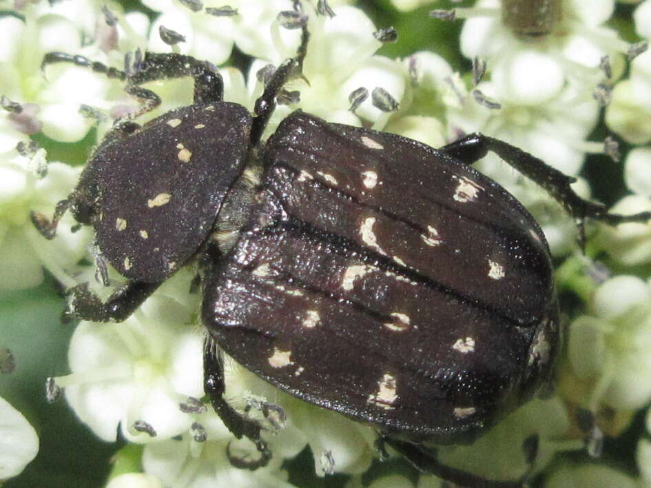 Imagem de Gnorimus subopacus Motschulsky 1860