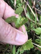 Image de Hydrocotyle americana L.