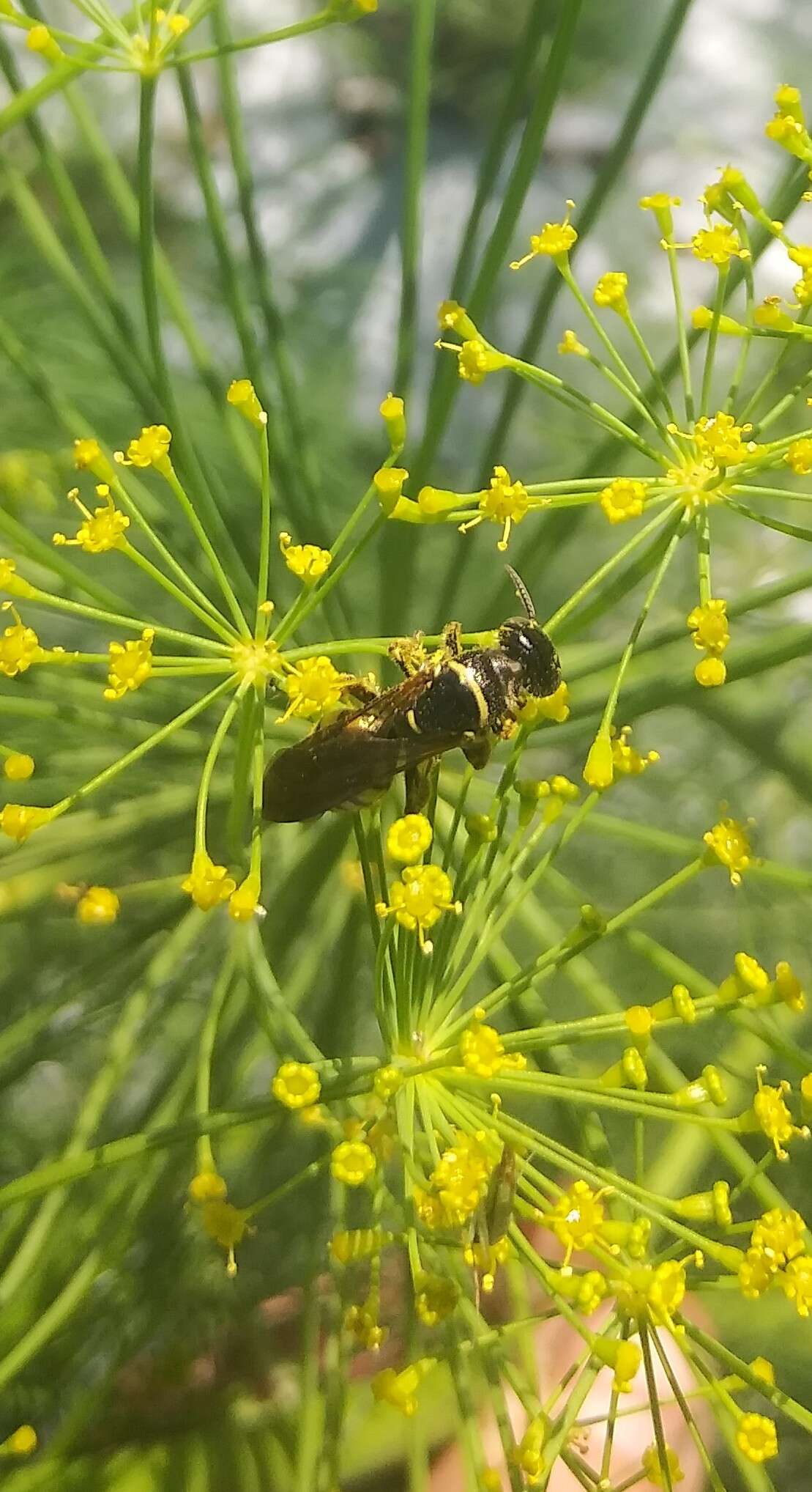 Image of Myzinum carolinianum (Panzer 1806)