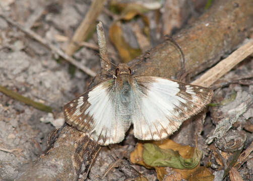 Image of Laviana White-Skipper