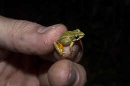 Image de Pristimantis erythropleura (Boulenger 1896)