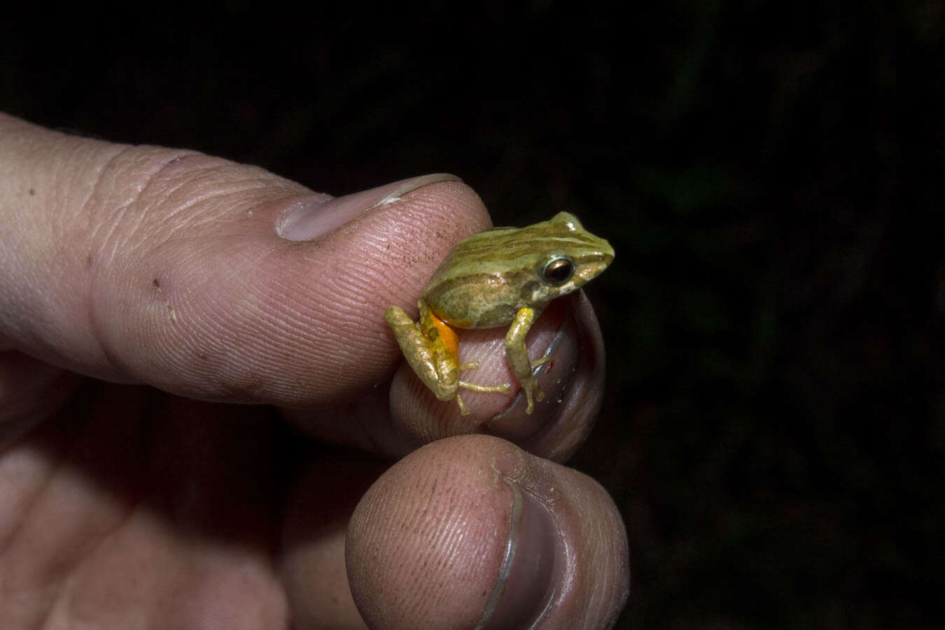 Image de Pristimantis erythropleura (Boulenger 1896)