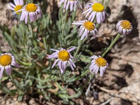 Image of Clokey's fleabane