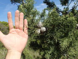 Image of Italian Cypress