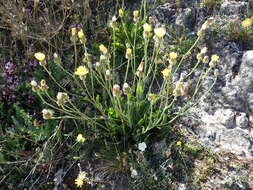 Image of Crepis albida Vill.