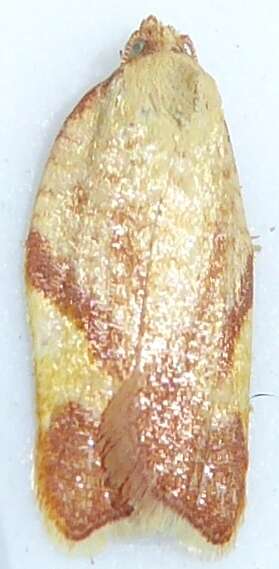 Image of Acleris foliana Walsingham 1879