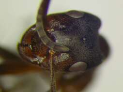 Image of Narrow headed ant