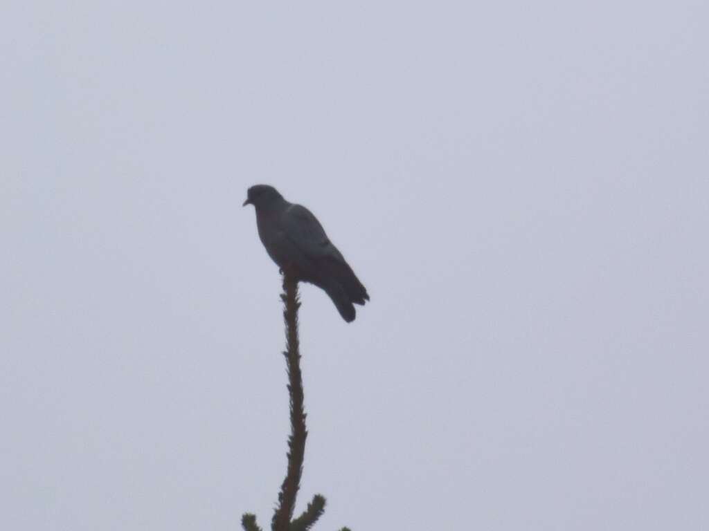 Image of Stock Dove