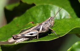 Image of Stenocatantops angustifrons (Walker & F. 1870)