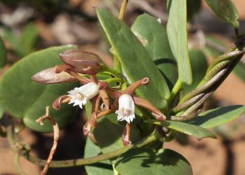 Слика од Cynanchum africanum (L.) Hoffmgg.