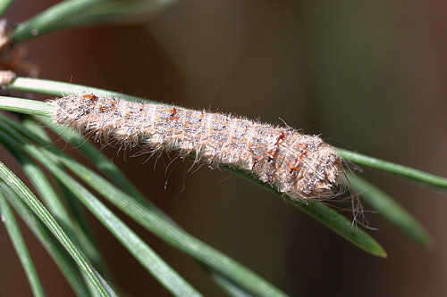 Image of Pachypasa otus Drury 1770