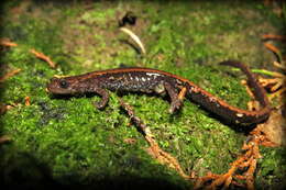 Image of Gold-striped salamander