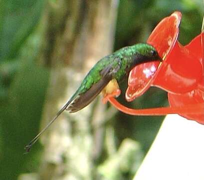 Image of Rufous-booted Racket-tail