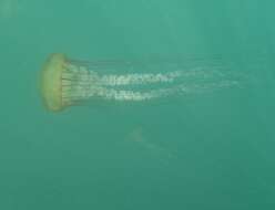 Image of Sea nettle