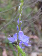 Image of Veronica arenaria A. Cunn. ex Benth.