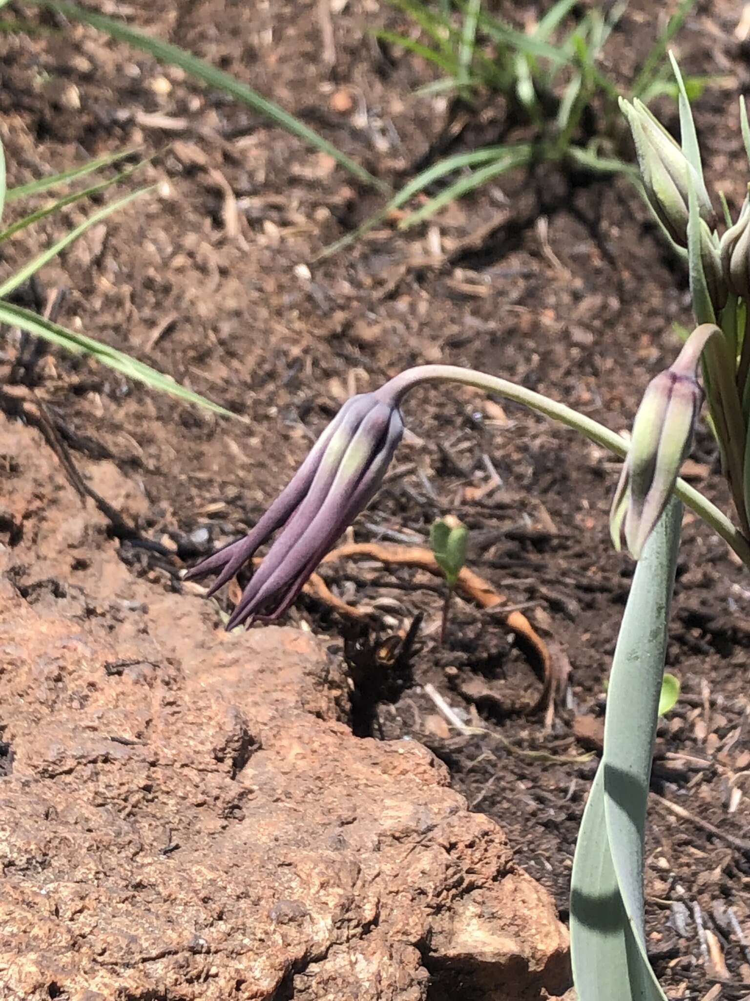 Image of Bird's tongue