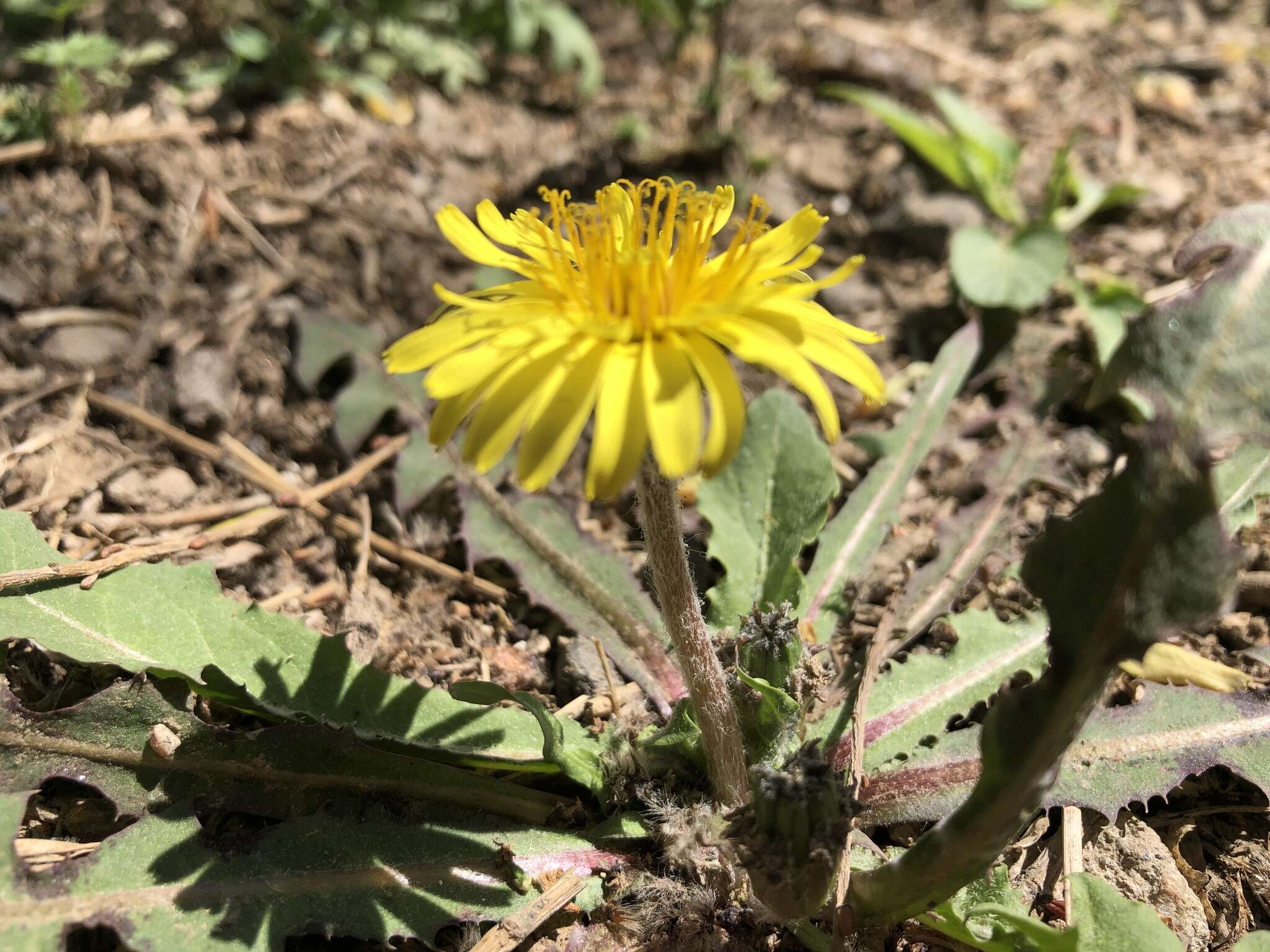 Image of Taraxacum mongolicum Hand.-Mazz.