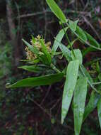 Image of Climbing bamboo