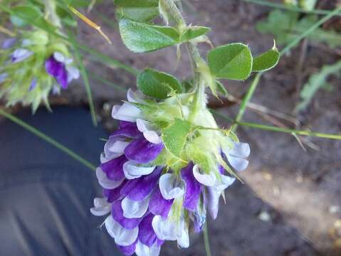 Otholobium fruticans (L.) C. H. Stirt.的圖片