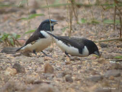 Image of Magpie Mannikin