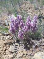 Image of splithair Indian paintbrush